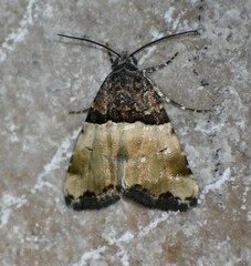 Cobubatha dividua