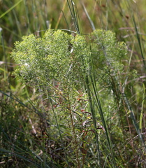 Euthamia caroliniana