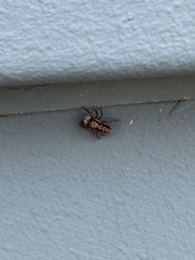 Platycryptus