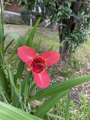 Tigridia pavonia