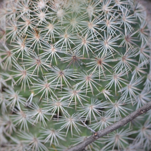 Mammillaria grusonii