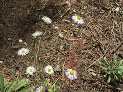 Erigeron divergens