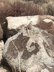 Crotaphytus bicinctores