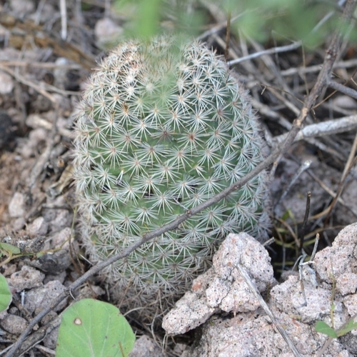 Mammillaria grusonii