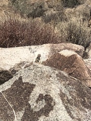 Crotaphytus bicinctores