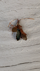 Leptoglossus oppositus