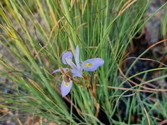 Moraea stricta