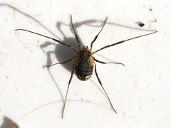 Oligolophus hanseni