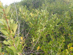 Searsia laevigata