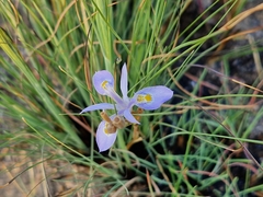 Moraea stricta