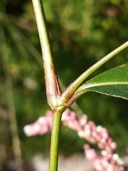 Persicaria extremiorientalis