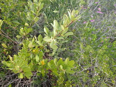 Searsia laevigata