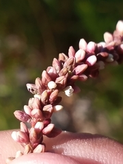 Persicaria extremiorientalis