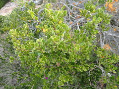 Robsonodendron maritimum