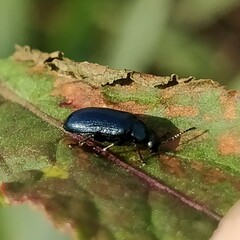 Phratora vulgatissima