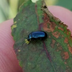 Phratora vulgatissima