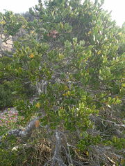 Robsonodendron maritimum