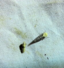 Paraphlepsius collitus