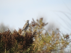 Anthus hellmayri