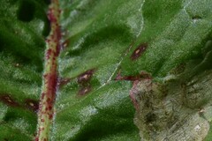 Venturia rumicis
