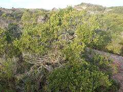 Robsonodendron maritimum