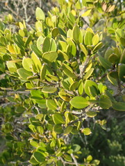 Robsonodendron maritimum
