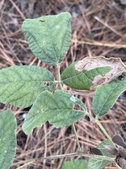 Rhynchosia tomentosa