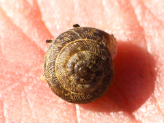 Xeroplexa intersecta