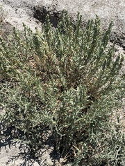 Atriplex gardneri