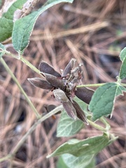 Rhynchosia tomentosa