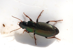 Harpalus affinis