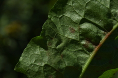 Venturia rumicis