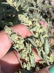 Atriplex gardneri
