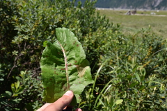 Venturia rumicis