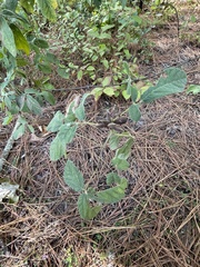 Rhynchosia tomentosa