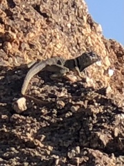 Crotaphytus bicinctores