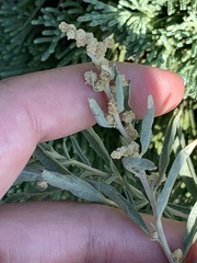 Atriplex gardneri