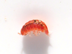 Androniscus dentiger