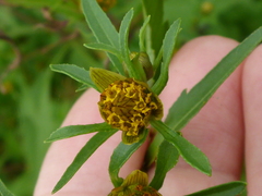 Bidens tripartita