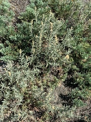 Atriplex gardneri