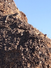 Crotaphytus bicinctores