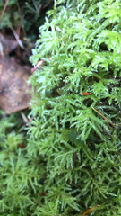 Kindbergia praelonga