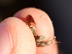 Staphylinini