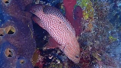 Cephalopholis cruentata
