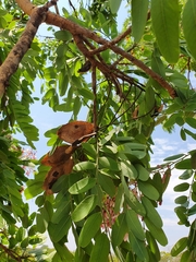 Pterodon emarginatus