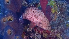 Cephalopholis cruentata