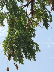 Pterodon emarginatus