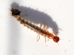 Staphylinini
