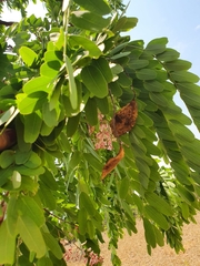 Pterodon emarginatus