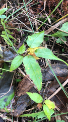 Amelanchier arborea